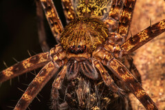 Heteropoda