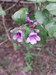 Prostanthera melissifolia