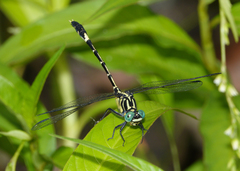 Austrogomphus amphiclitus