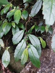 Fieldia australis