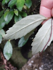 Fieldia australis