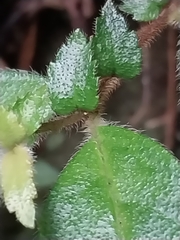 Fieldia australis