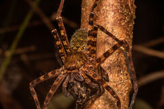 Heteropoda