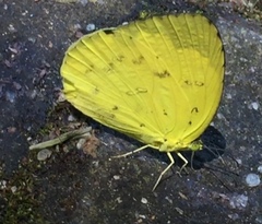 Eurema hecabe hecabe