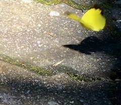 Eurema hecabe hecabe
