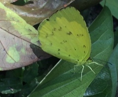 Eurema hecabe hecabe