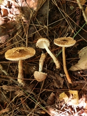 Lepiota cortinarius