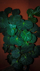 Polyscias scutellaria