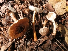 Lepiota cortinarius