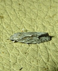 Agriophara confertella