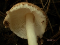 Lepiota cortinarius