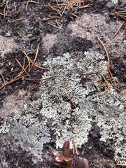 Xanthoparmelia cumberlandia