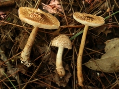 Lepiota cortinarius
