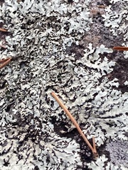 Xanthoparmelia cumberlandia