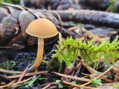 Galerina