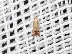 Tachystola hemisema
