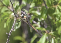 Libellula comanche
