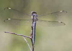 Libellula comanche