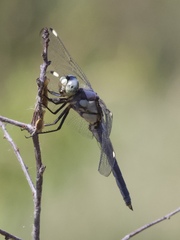 Libellula comanche