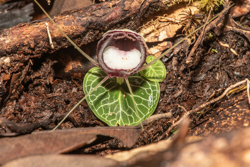 Corybas crenulatus observed 2022-11-21