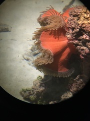 Heteractis magnifica