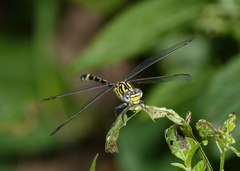 Austrogomphus cornutus