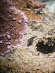Canthigaster solandri