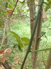 Thunbergia grandiflora