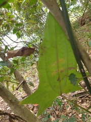 Thunbergia grandiflora