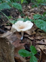 Clitocybe