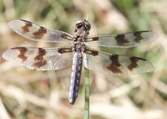 Plathemis subornata