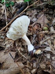 Clitocybe