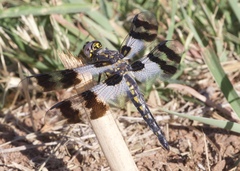 Plathemis subornata