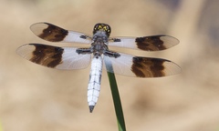 Plathemis subornata