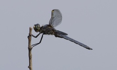 Libellula comanche