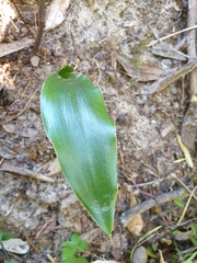 Asparagaceae