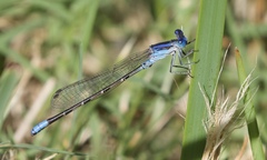 Argia alberta