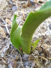 Asparagaceae