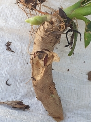 Asparagaceae