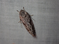 Agriophara confertella