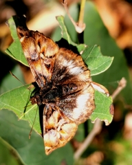 Noctuana lactifera