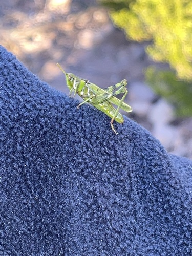 Creosote Bush Grasshopper