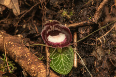 Corybas crenulatus