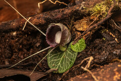 Corybas crenulatus
