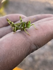 Bootettix argentatus