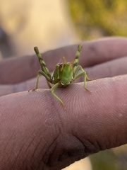 Bootettix argentatus