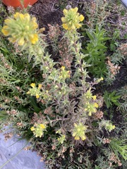 Bellardia viscosa
