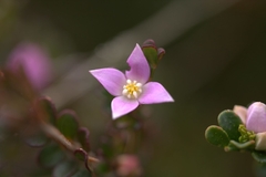 Boronia algida