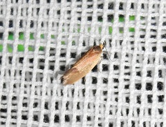 Delexocha ochrocausta