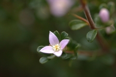 Boronia algida